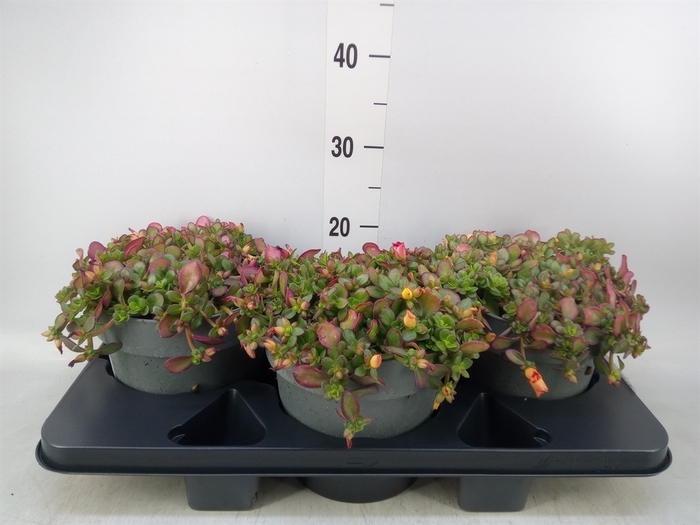 <h4>Portulaca   ...</h4>