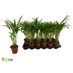 DYPSIS LUTESCENS