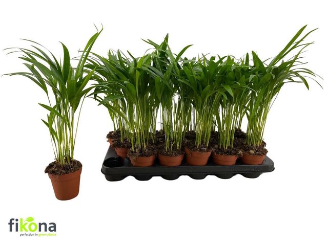 <h4>DYPSIS LUTESCENS</h4>