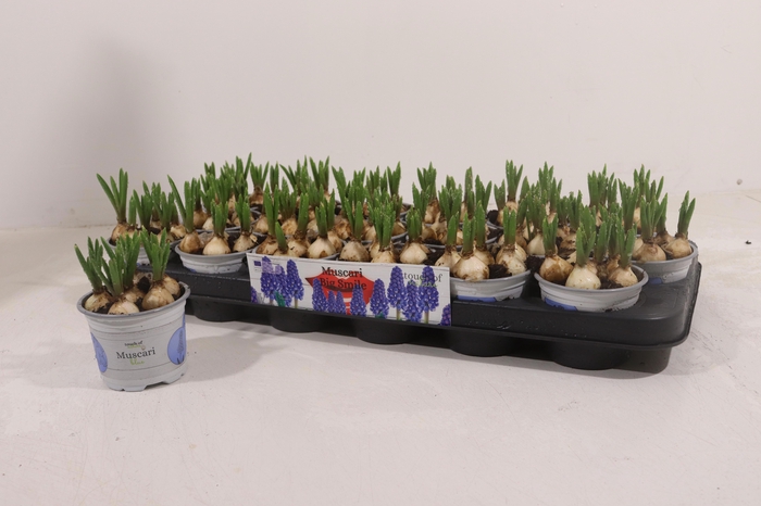 <h4>MUSCAR BIG SMILE</h4>