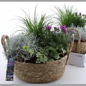 ARR TUINPLANTEN