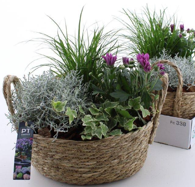 <h4>ARR TUINPLANTEN</h4>