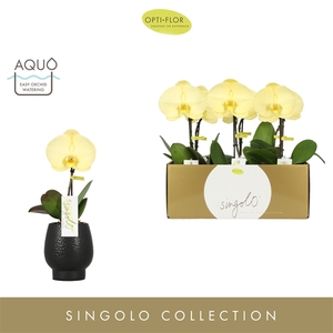 Singolo Aquarello Lemon in Abruzzo Black Aquo