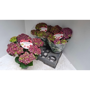 HYDR M REMBR ROSSO G