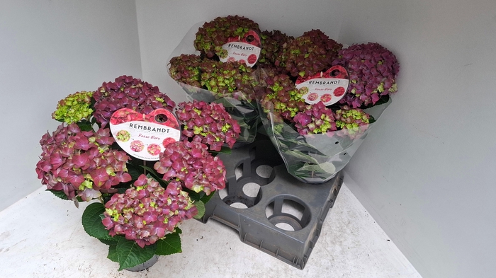 <h4>HYDR M REMBR ROSSO G</h4>