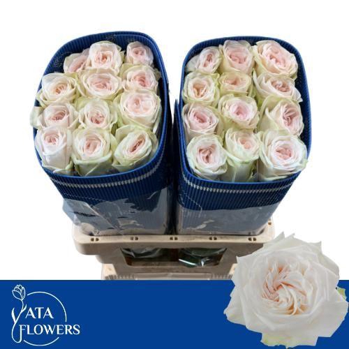 <h4>White Ohara L6</h4>