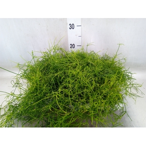 Rhipsalis cassutha