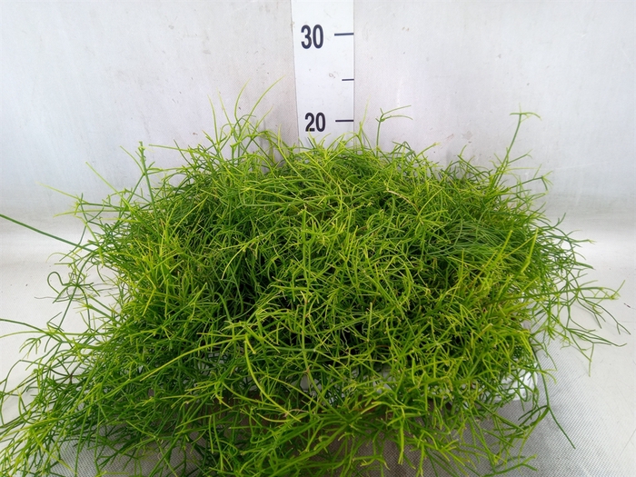 <h4>Rhipsalis cassutha</h4>