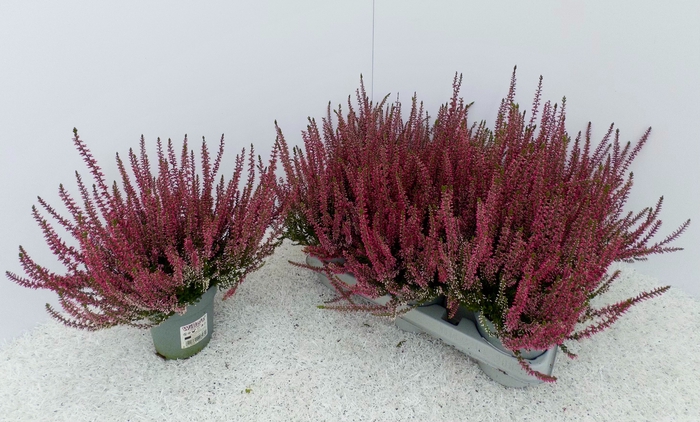 CALLU WIBOS ROT