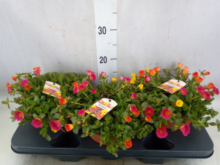 <h4>Portulaca   ...</h4>