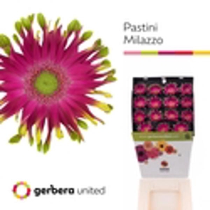 Ge Gr Pasta Milazzo Diamond United