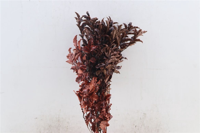 Pres Euca Pitosporum Nigra Red 150gr Bunch