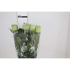 ANASTASIA DARK GREEN 080 CM VERDE