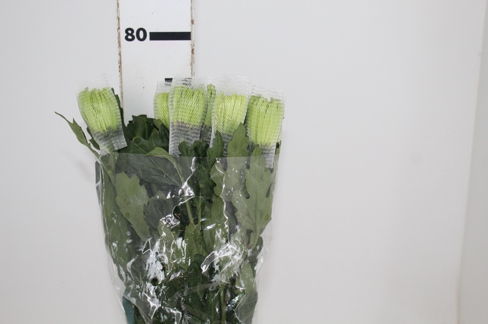 <h4>ANASTASIA DARK GREEN 080 CM VERDE</h4>