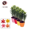 Aziaat Mix 13cm Potcover STRIPES