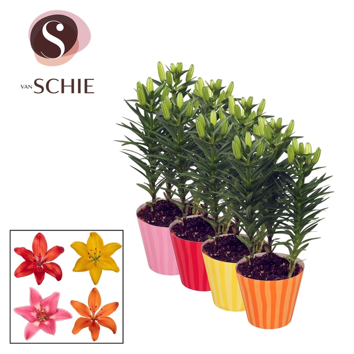 Aziaat Mix 13cm Potcover STRIPES
