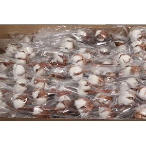 Gossypium 9 Bal (katoen)