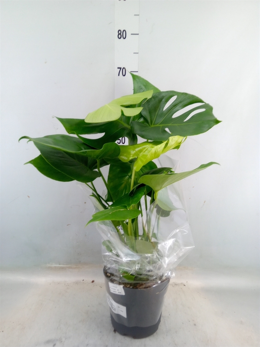 <h4>Monstera delic.</h4>