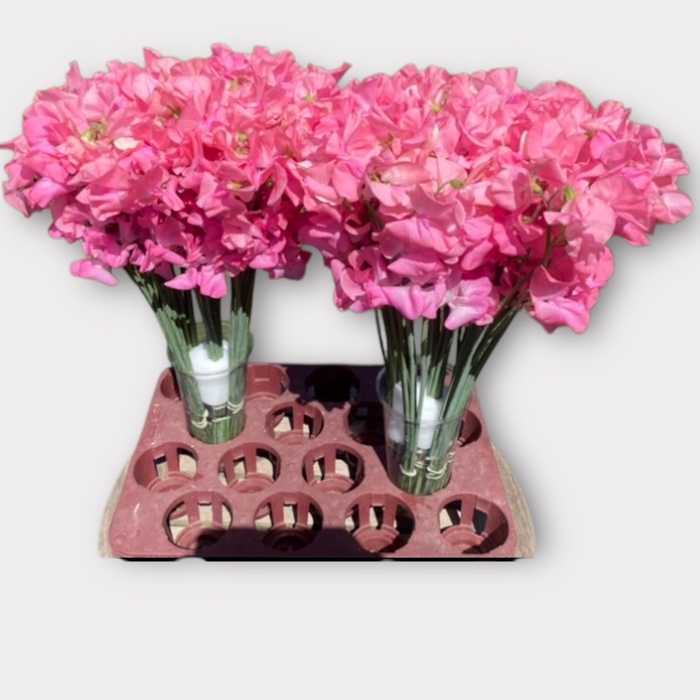 <h4>LATHYR ROM PINK PEAR</h4>