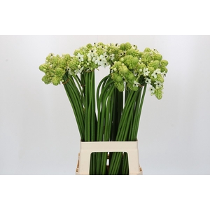 Ornithogalum Saundersiae