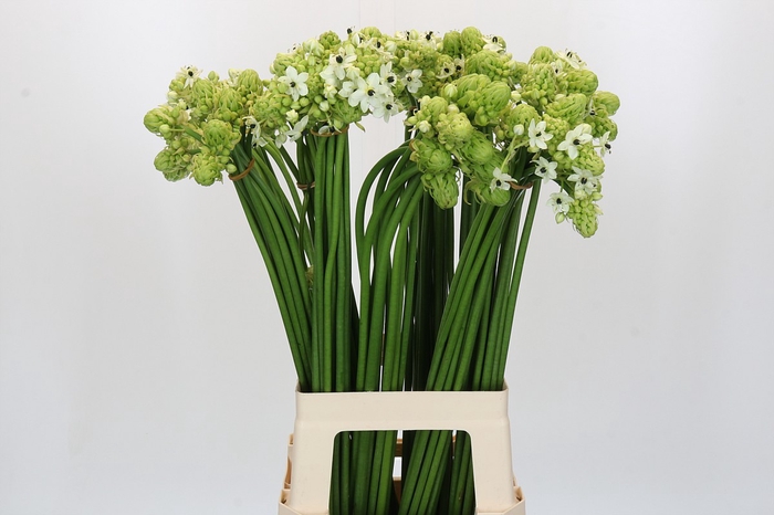 <h4>Ornithogalum Saundersiae</h4>