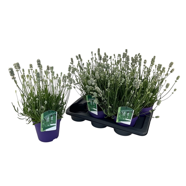 <h4>Lavandula angustifolia Aromance White</h4>