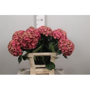 Hydr Cl M Roy Anasta Old Rosa