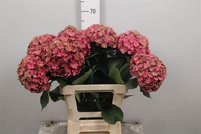 <h4>Hydr Cl M Roy Anasta Old Rosa</h4>