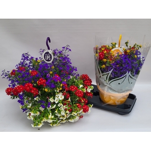 HANGING BASKETS