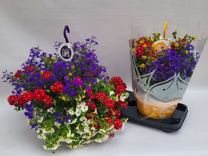 <h4>HANGING BASKETS</h4>