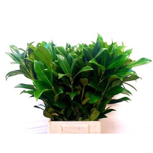 Laurier 55 Cm Per Tak