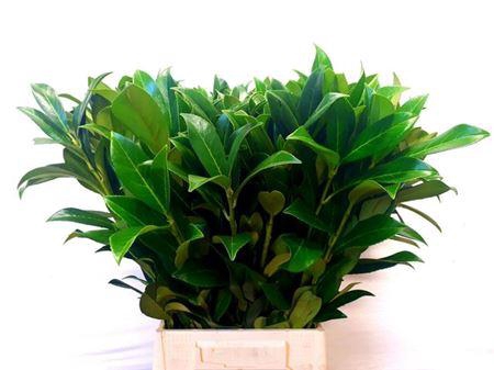 <h4>Laurier 55 Cm Per Tak</h4>