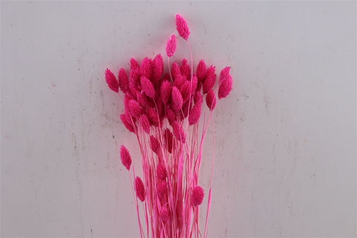 <h4>Dried Phalaris Cerise Bunch</h4>