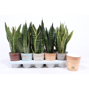 Sansevieria mix in Rough & Tough cup