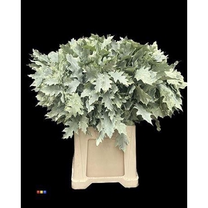 Quercus Klb Frosted Mint 80cm GK