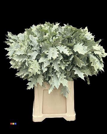 <h4>Quercus Klb Frosted Mint 80cm GK</h4>