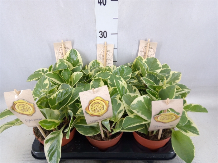 <h4>Peperomia obt. 'Variegata'</h4>