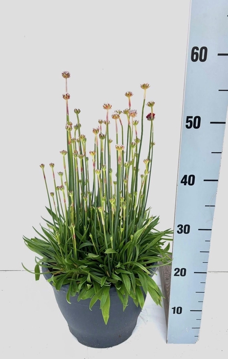 <h4>ARME PSEUDARMERIA</h4>