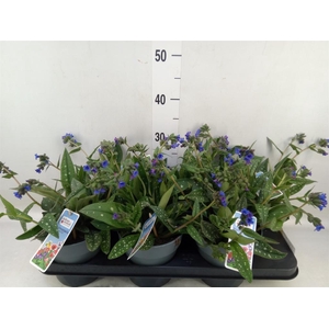 Pulmonaria angustifolia