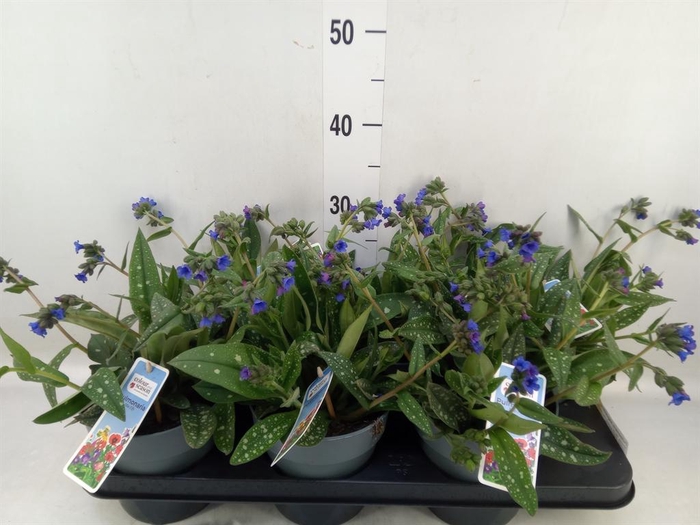 <h4>Pulmonaria angustifolia</h4>