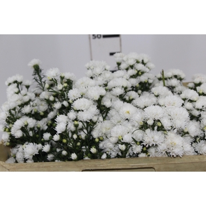 ASTER MARIANA 050 CM