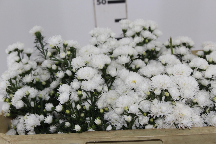 <h4>ASTER MARIANA 050 CM</h4>