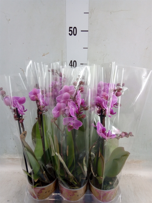 <h4>Phalaenopsis multi. 'Ant Vienna'</h4>