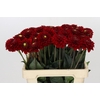 Dahlia Red Fox