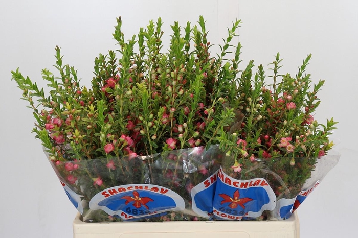 <h4>CHAMECORDIA REY</h4>