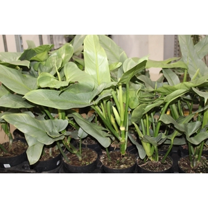 PHILODENDRON GREY P17