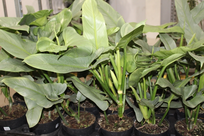 <h4>PHILODENDRON GREY P17</h4>