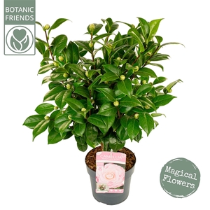 Camellia jap. 'Nuccio's Cameo' Premium