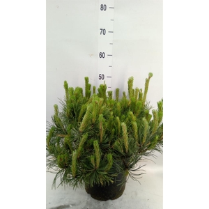 Pinus mugo