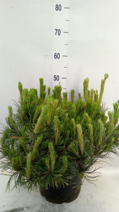 <h4>Pinus mugo</h4>